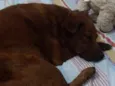 Lulú