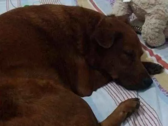 Cachorro ra a Não definida idade 4 anos nome Lulú
