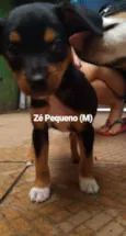 Zé Pequeno