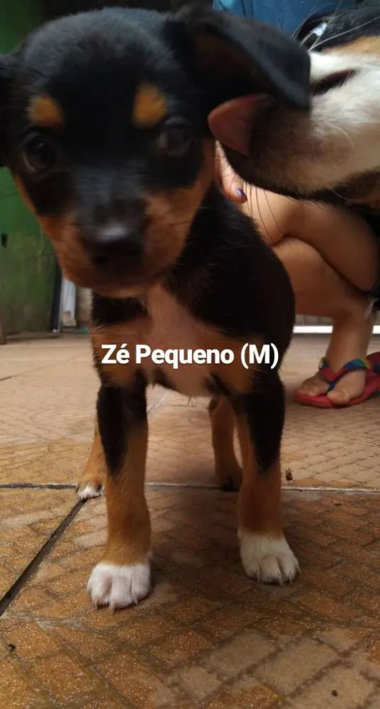 Cachorro ra a SRD idade 2 a 6 meses nome Zé Pequeno
