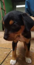 Zé Pequeno