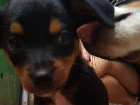 Cachorro ra a SRD idade 2 a 6 meses nome Zé Pequeno
