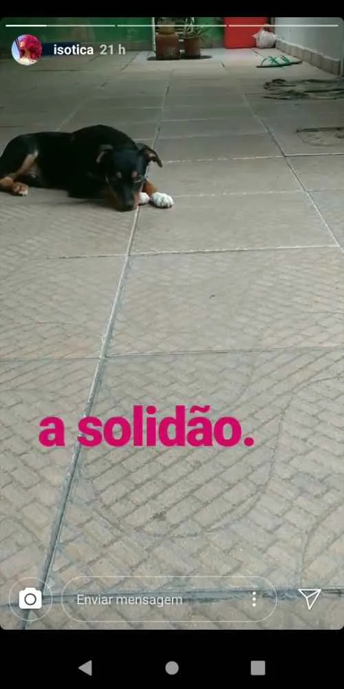 Cachorro ra a SRD idade 2 a 6 meses nome Zé Pequeno