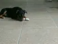 Zé Pequeno