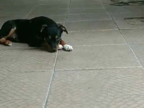Cachorro ra a SRD idade 2 a 6 meses nome Zé Pequeno
