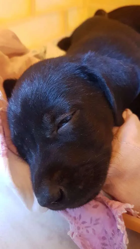 Cachorro ra a Vira lata idade Abaixo de 2 meses nome Rambo,patinha,+3...