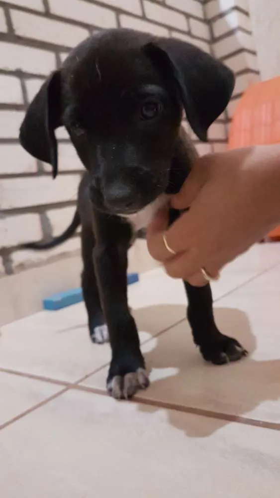 Cachorro ra a Vira lata idade Abaixo de 2 meses nome Rambo,patinha,+3...