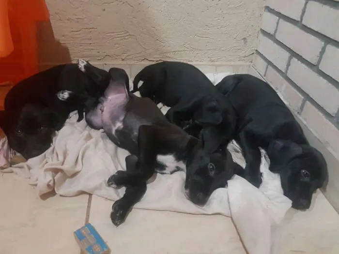 Cachorro ra a Vira lata idade Abaixo de 2 meses nome Rambo,patinha,+3...