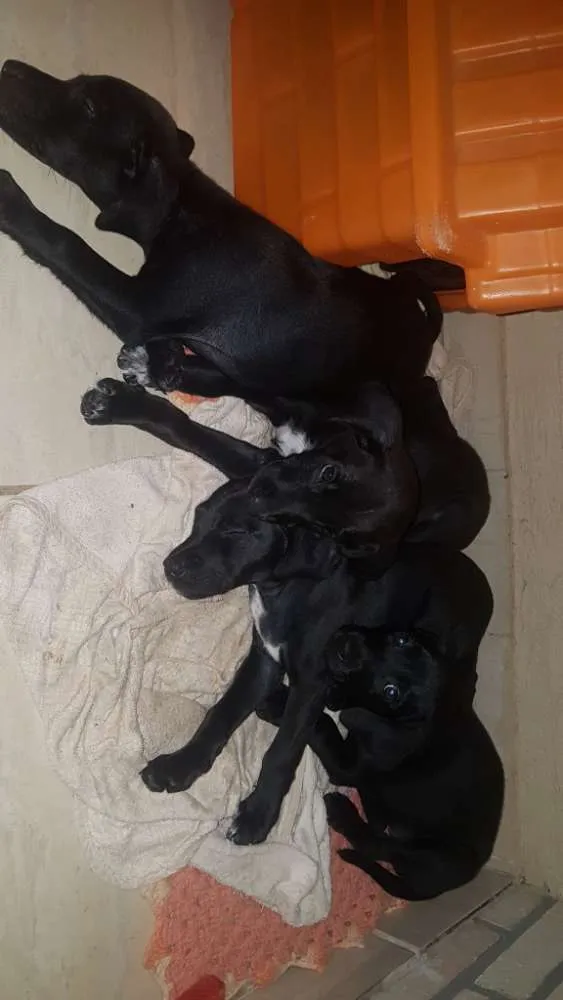 Cachorro ra a Vira lata idade Abaixo de 2 meses nome Rambo,patinha,+3...