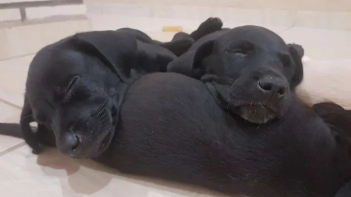 Cachorro ra a Vira lata idade Abaixo de 2 meses nome Rambo,patinha,+3...