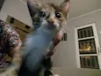 Filhotes de gato