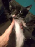 Filhotes de gato