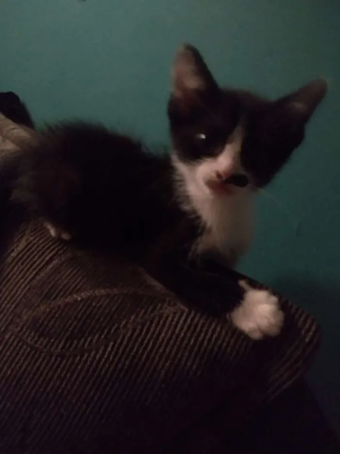 Gato ra a  idade Abaixo de 2 meses nome Filhotes de gato