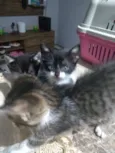 Filhotes de gato