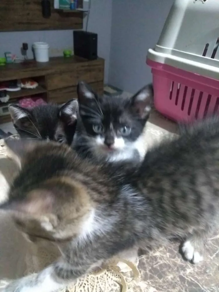 Gato ra a  idade Abaixo de 2 meses nome Filhotes de gato