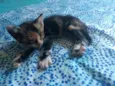 Filhotes de gato