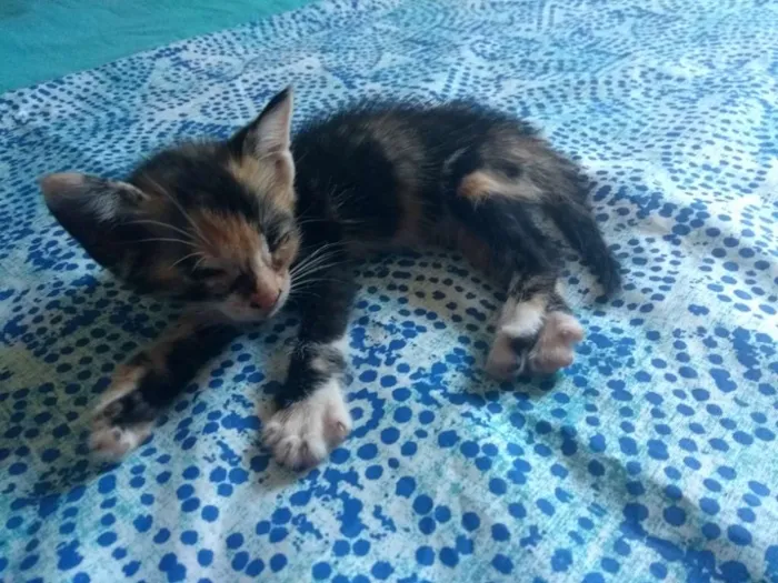 Gato ra a  idade Abaixo de 2 meses nome Filhotes de gato