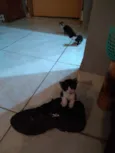 Filhotes de gato