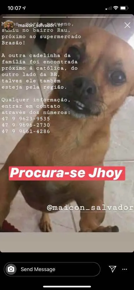 Cachorro ra a Vira-lata idade 5 anos nome Joe