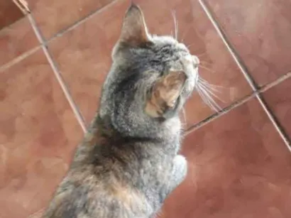 Gato raça N sei idade  nome N sei