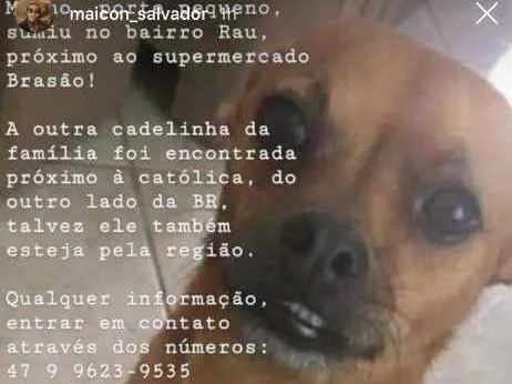 Cachorro ra a Vira-lata idade 5 anos nome Joe