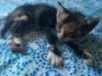 Filhotes de gato