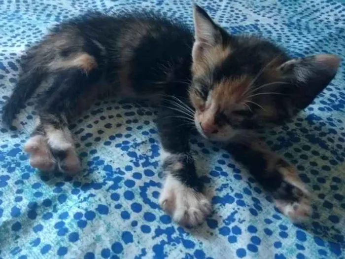 Gato ra a  idade Abaixo de 2 meses nome Filhotes de gato
