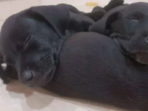 Cachorro raça Vira lata idade Abaixo de 2 meses nome Rambo,patinha,+3...