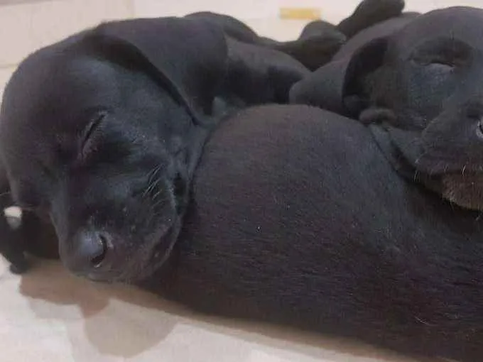 Cachorro ra a Vira lata idade Abaixo de 2 meses nome Rambo,patinha,+3...