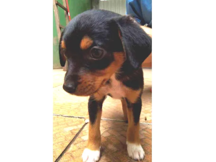 Cachorro ra a SRD idade 2 a 6 meses nome Zé Pequeno