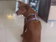 Lulú