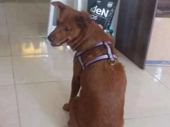 Cachorro ra a Não definida idade 4 anos nome Lulú