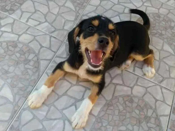Cachorro ra a SRD idade 2 a 6 meses nome Felicia