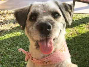 Cachorro raça Sem raça definida idade 2 anos nome Menina