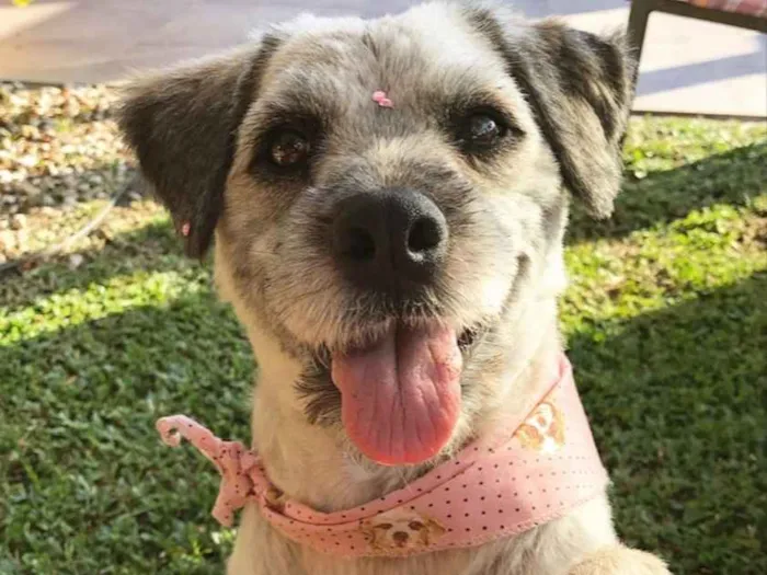 Cachorro ra a Sem raça definida idade 2 anos nome Menina