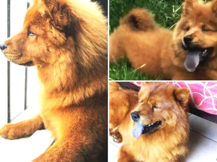 Cachorro ra a Chow Chow idade 2 anos nome ZOEY