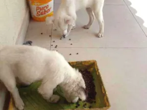 Cachorro raça Terrier Irlandês White  idade Abaixo de 2 meses nome Mash/Sofia