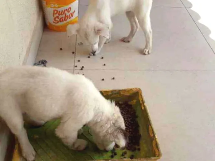 Cachorro ra a Terrier Irlandês White  idade Abaixo de 2 meses nome Mash/Sofia