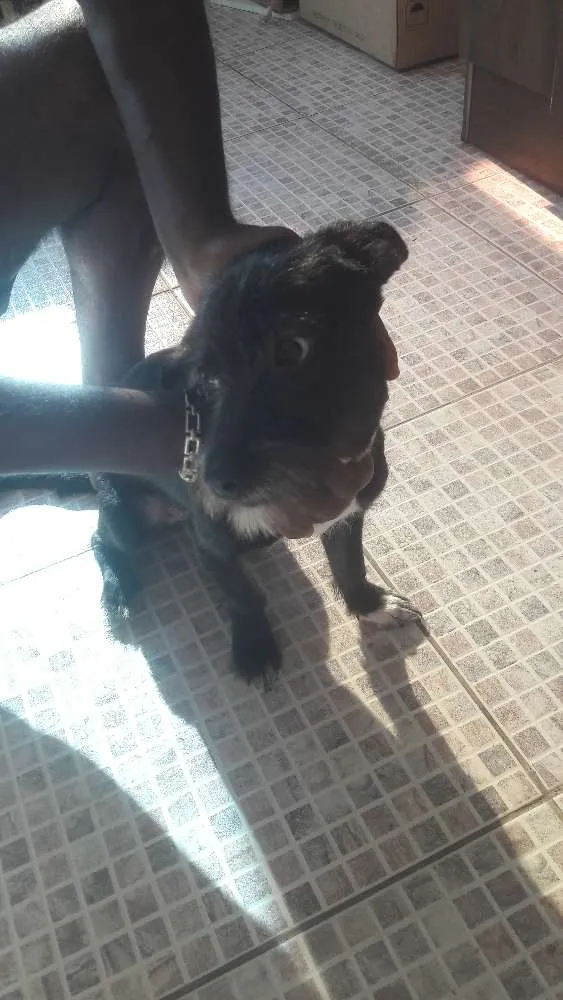 Cachorro ra a vira-lata idade 2 a 6 meses nome amora