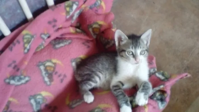 Gato ra a Srd idade Abaixo de 2 meses nome Sara