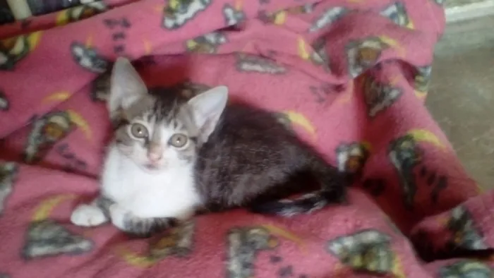 Gato ra a Srd idade Abaixo de 2 meses nome Sara