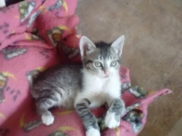 Gato ra a Srd idade Abaixo de 2 meses nome Sara
