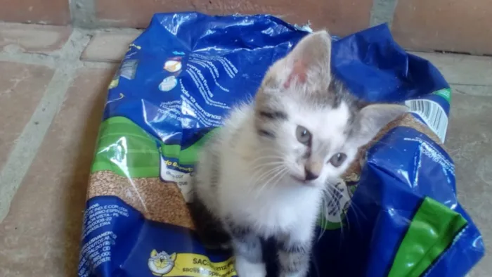 Gato ra a Srd idade Abaixo de 2 meses nome Sabrina