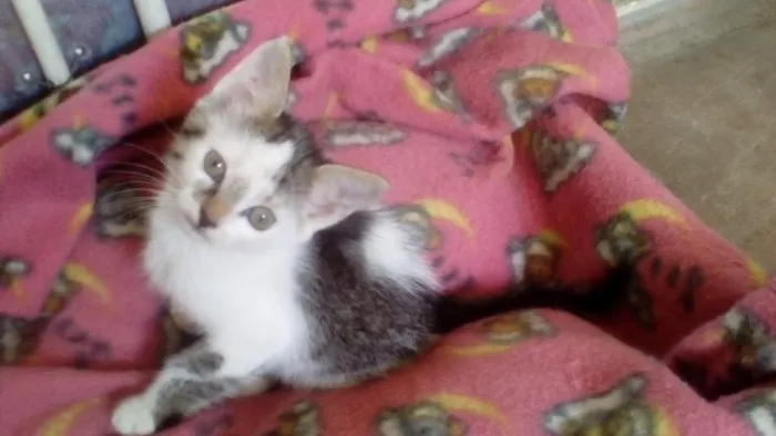 Gato ra a Srd idade Abaixo de 2 meses nome Sabrina