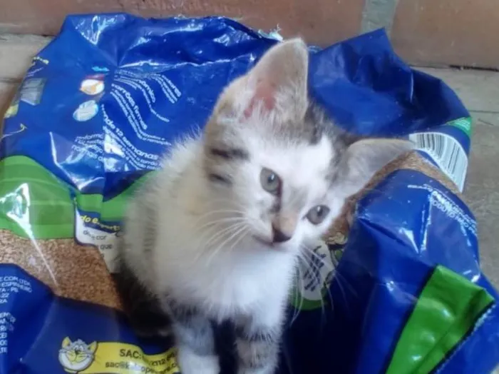 Gato ra a Srd idade Abaixo de 2 meses nome Sabrina