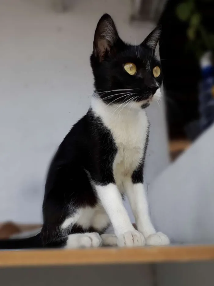 Gato raça  idade 1 ano nome ,