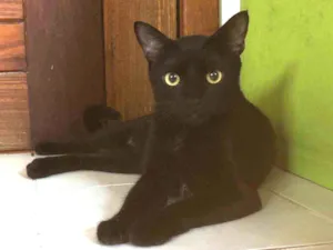 Gato raça SRD idade 7 a 11 meses nome Malta