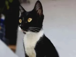 Gato raça  idade 1 ano nome ,