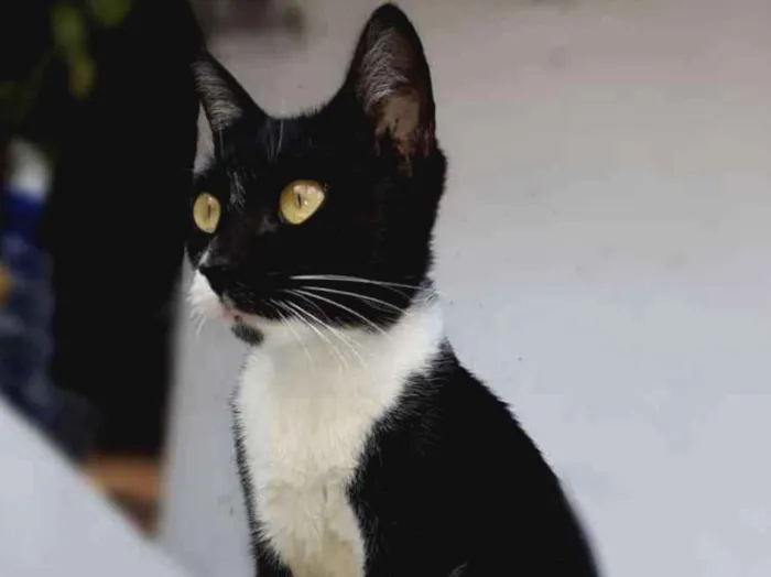 Gato raça  idade 1 ano nome ,