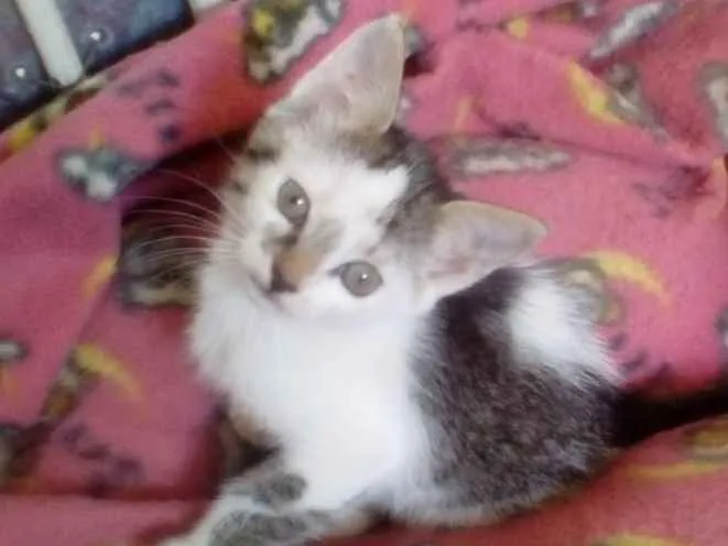 Gato ra a Srd idade Abaixo de 2 meses nome Sabrina